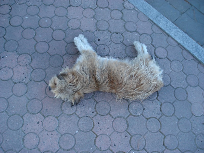 Крымские друзья человека))))