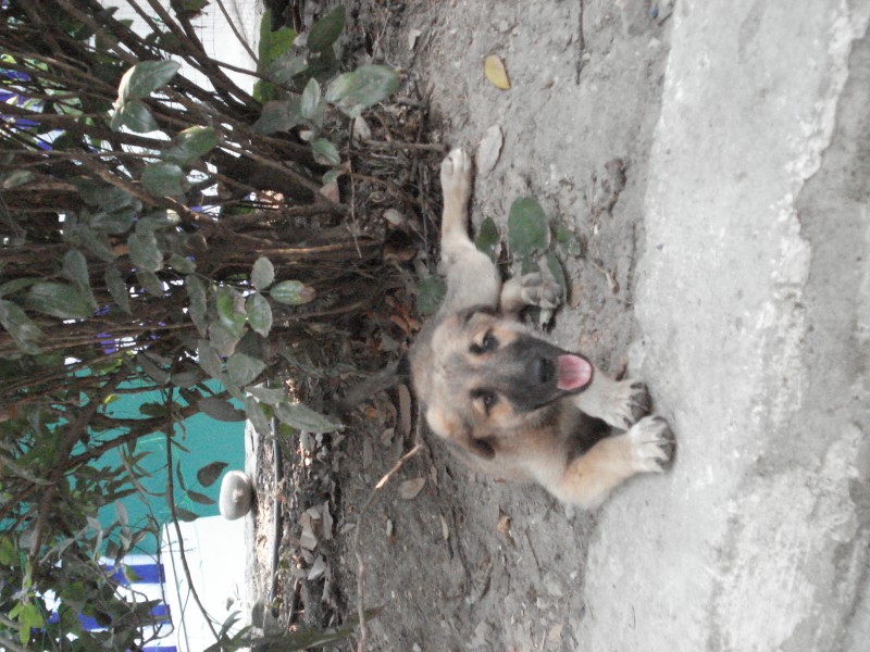 Крымские друзья человека))))