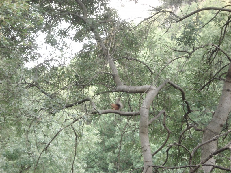 Крымские друзья человека))))