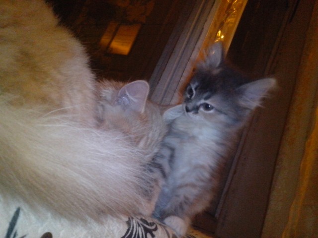 Дмитрий, Россия, Москва. Фото на сайте ГдеПапа.Ру