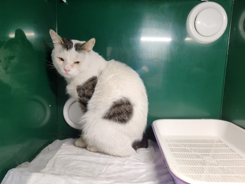 Котик в добрые и надёжные руки.