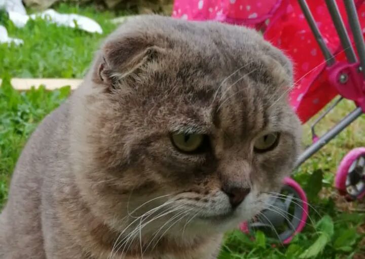 Пристраивают котейку