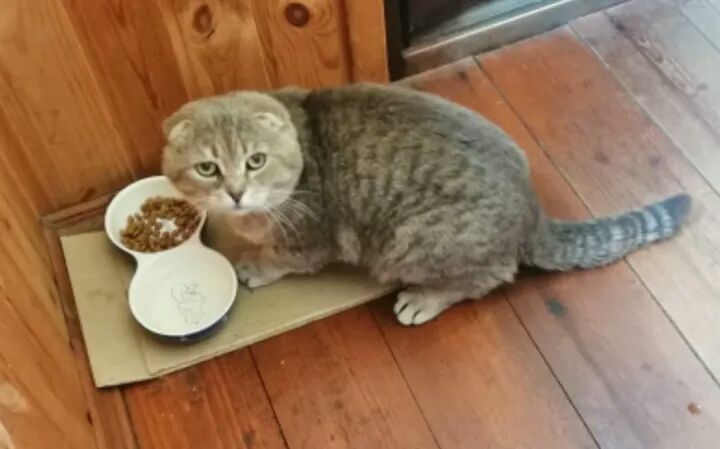 Пристраивают котейку