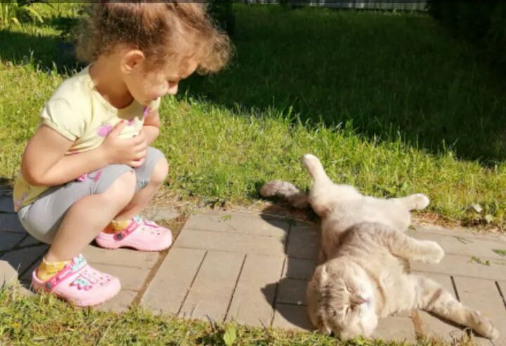 Пристраивают котейку