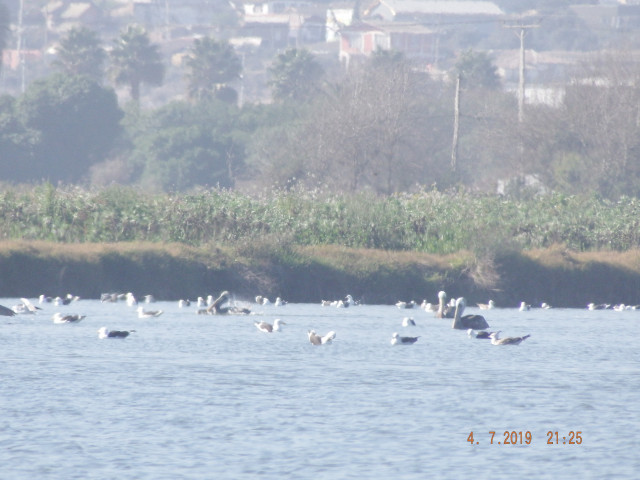 La Serena. Птичий рай на озерце у самого океана.