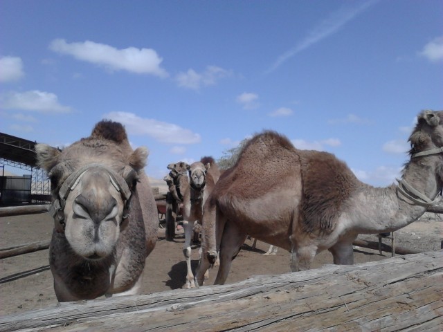 Israel Camel Rancho (фото 2)