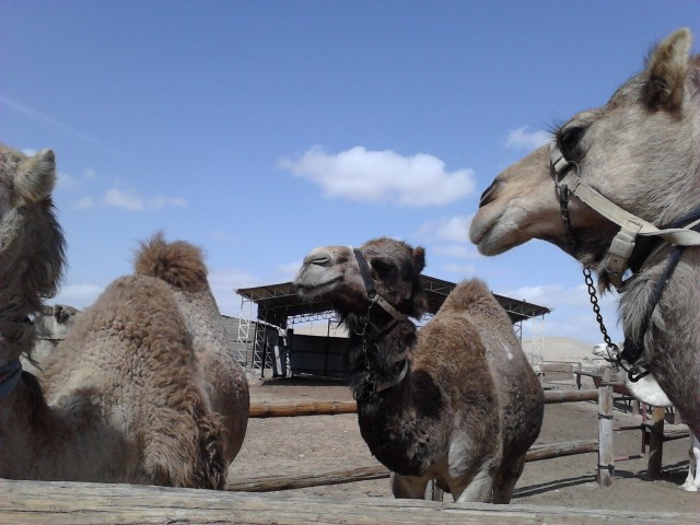 Israel Camel Rancho (фото 3)