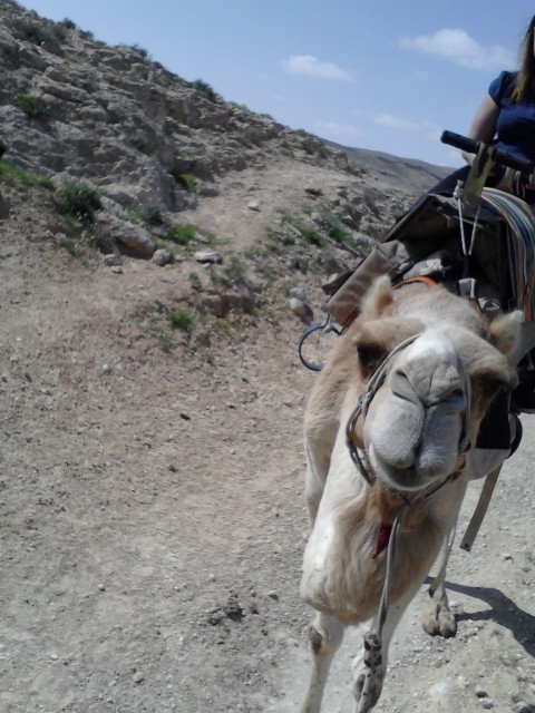 Israel Camel Rancho (фото 8)