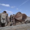 Israel Camel Rancho (фото 2)