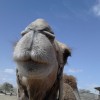 Israel Camel Rancho (фото 4)