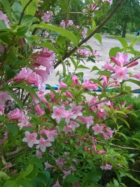 Ирина, Россия, Москва. Фото на сайте ГдеПапа.Ру