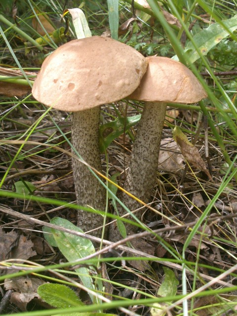 Любим ходить по грибы)