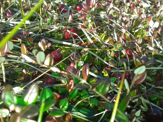 антон, Россия, Рыбинск. Фото на сайте ГдеПапа.Ру