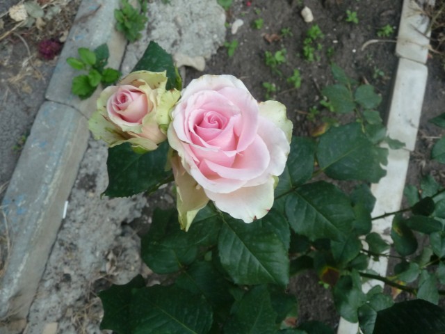 мои розы (фото 3)