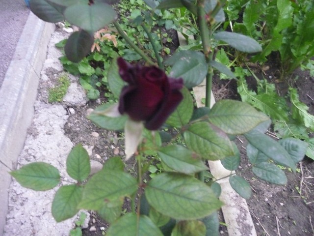 мои розы (фото 4)