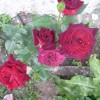 мои розы