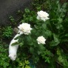 мои розы (фото 2)
