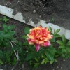 мои розы (фото 5)