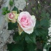 мои розы (фото 3)