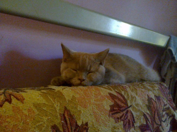 Мария, Россия, Санкт-Петербург. Фото на сайте ГдеПапа.Ру