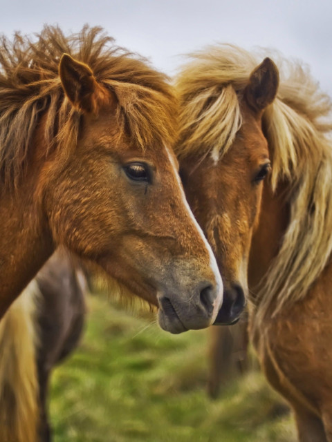 Блохастик, Тюряга форума, 64 года, 1 ребенок. Он ищет её: Бабу Ягу. 
Правильная женщина: в баньке попарит, напоит, накормит, спать уложит, утром на посошок иНечто двуногое... Говорят, блохастик. 
Заслуженный тролль, народный флудёр форума. 

В блохаст