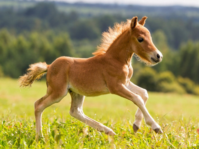 Блохастик, Тюряга форума, 64 года, 1 ребенок. Он ищет её: Бабу Ягу. 
Правильная женщина: в баньке попарит, напоит, накормит, спать уложит, утром на посошок иНечто двуногое... Говорят, блохастик. 
Заслуженный тролль, народный флудёр форума. 

В блохаст