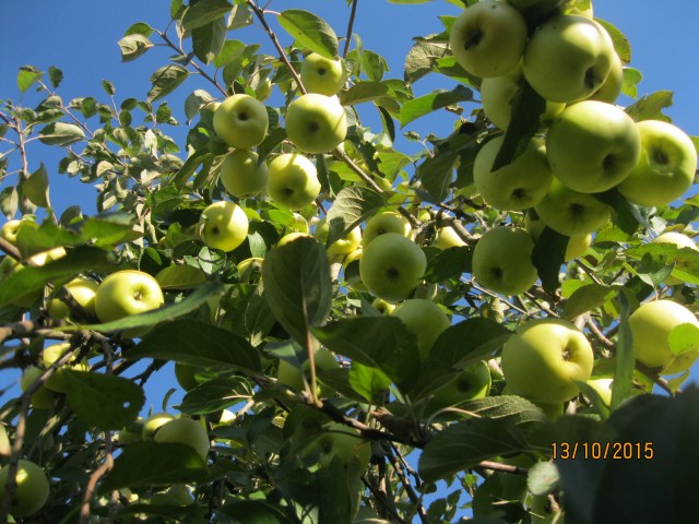 Яблоки в нашем саду.Сорт"Зимнее наслаждение",хранятся до весны.
