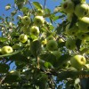 Яблоки в нашем саду.Сорт"Зимнее наслаждение",хранятся до весны.