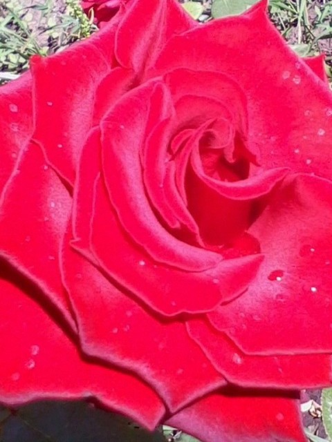 Эту розу я вырастила на даче