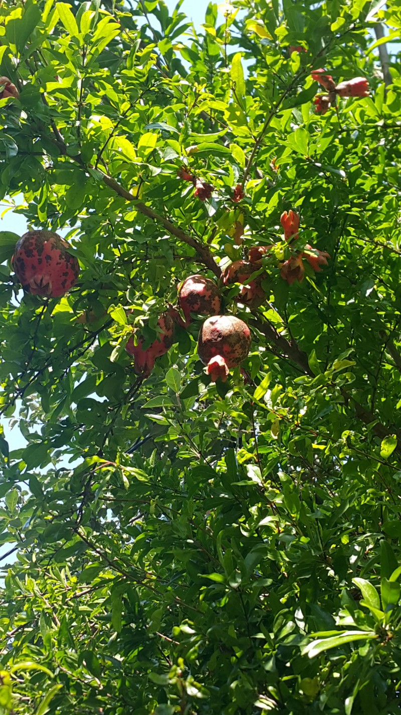 И всё же Абхазия...