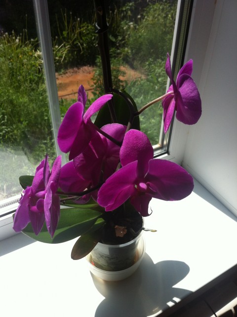 Моя любимая орхидея...