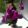 Моя любимая орхидея...