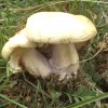 Апрельские грибы - синеножки