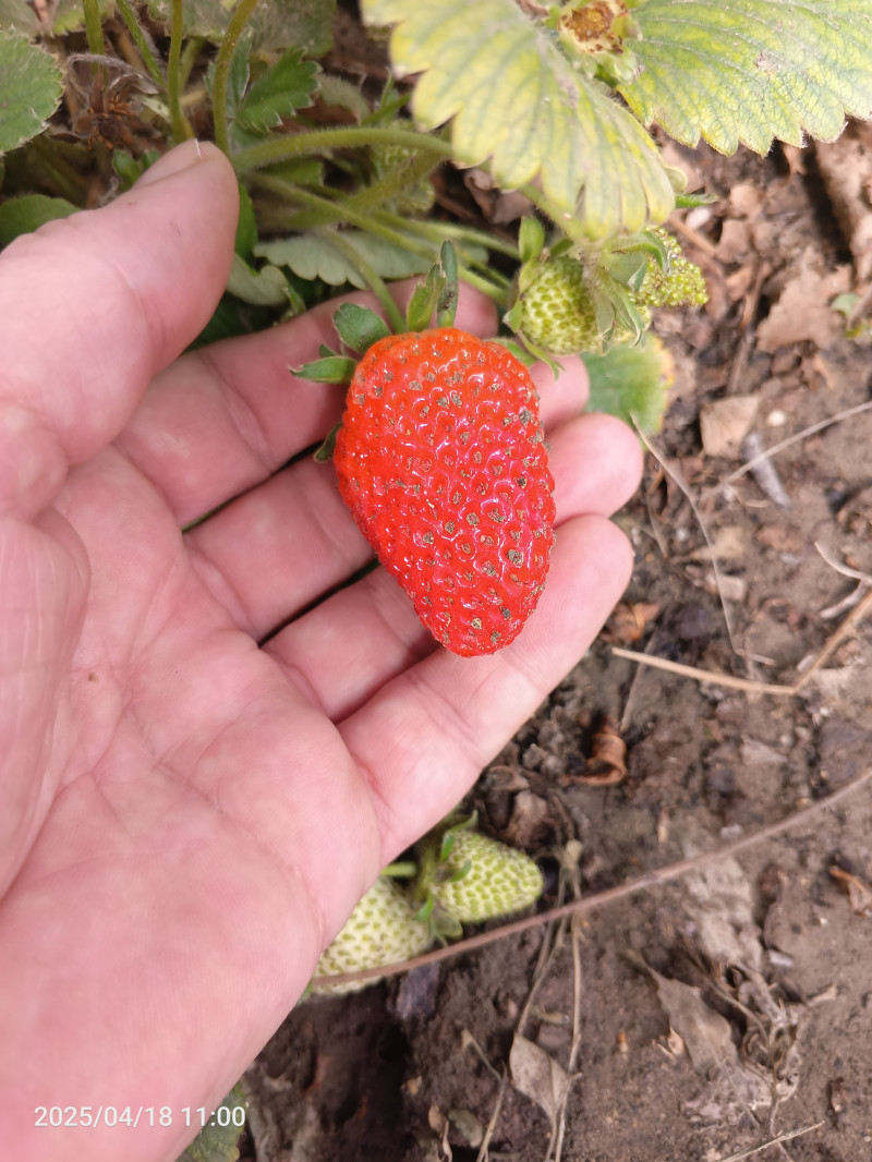 Клубника поспела
