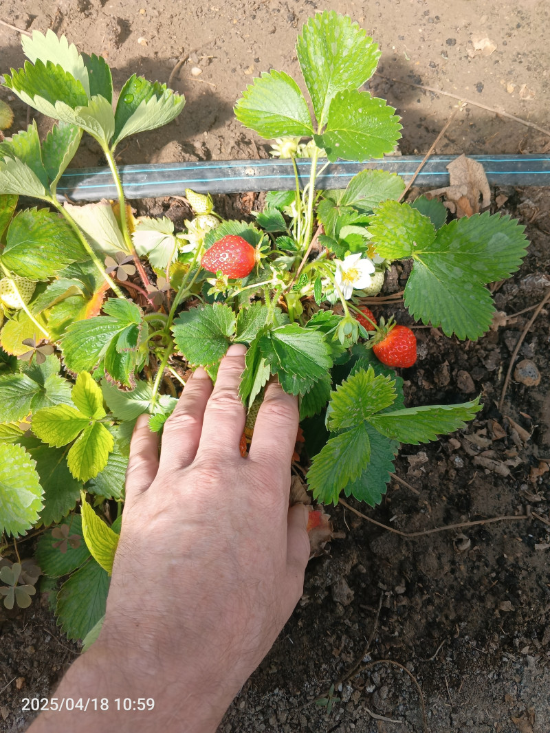 Клубника поспела