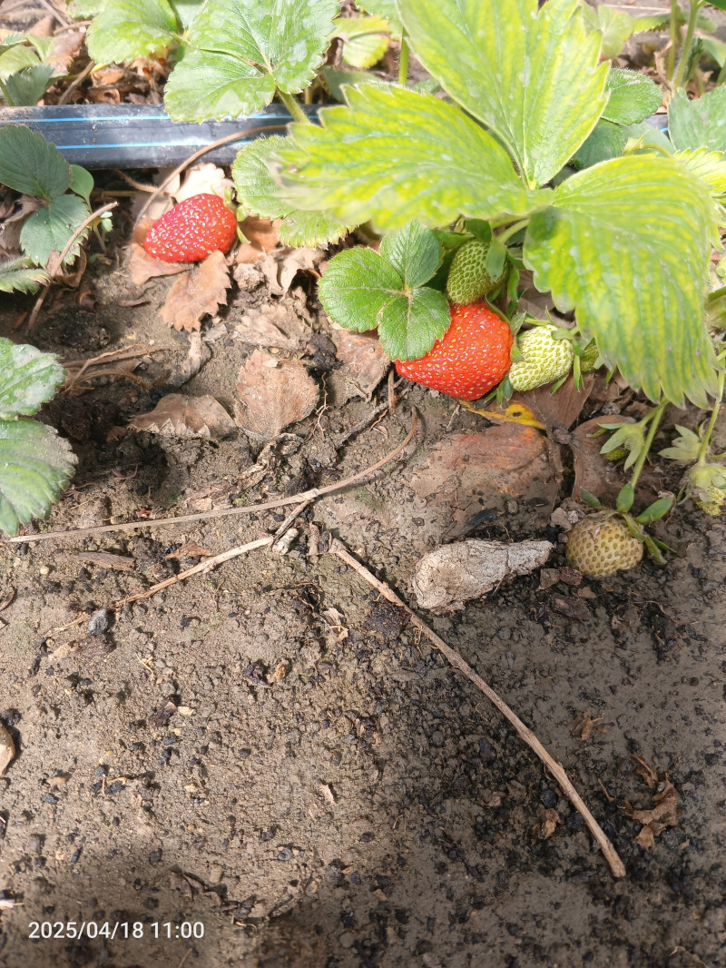 Клубника поспела