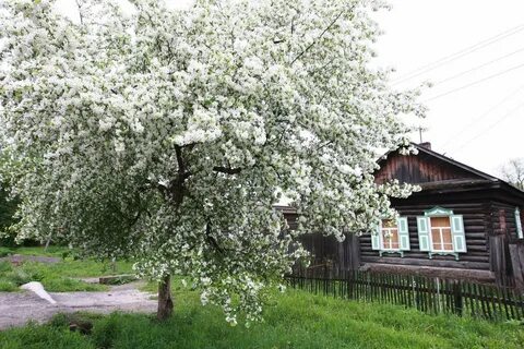 ..цветёт черёмуха к похолоданию☝