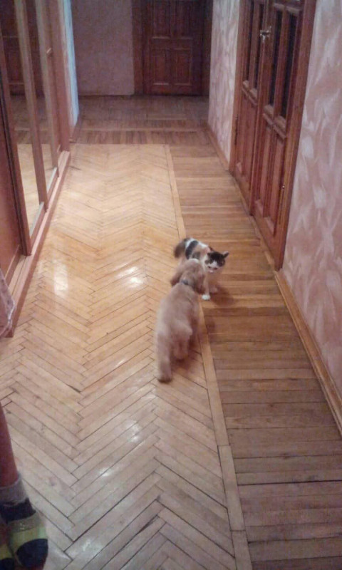..бой без правил 1