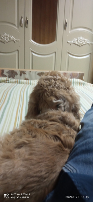 Охранная  собака за работай...