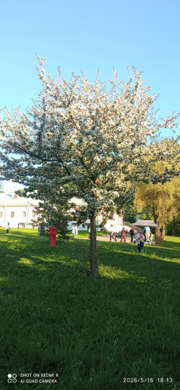 Цвет яблони,все фоткали и я решил тоже