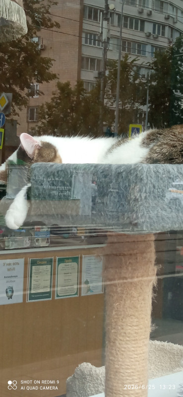 Котики и люди