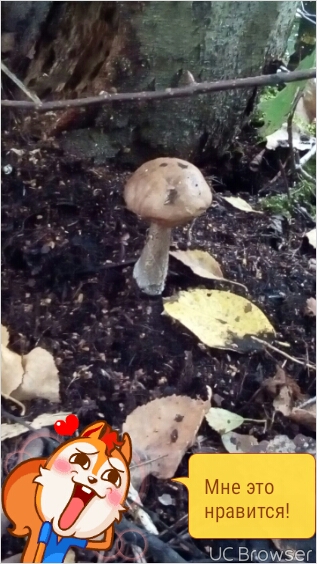 Рядом с банькой грибы растут.