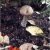 Рядом с банькой грибы растут.