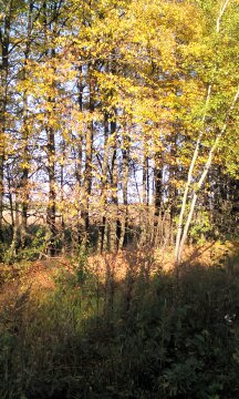 лес!!наслаждаюсь красотой природы