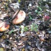 гуляя по лесу,собирать грибы