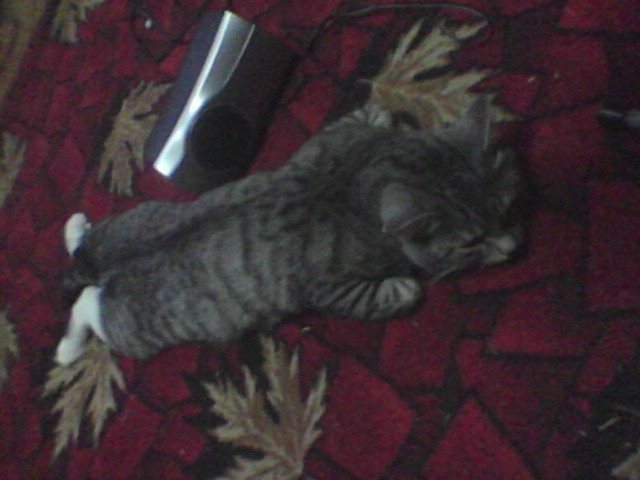 гумар, Россия, Тюмень. Фото на сайте ГдеПапа.Ру