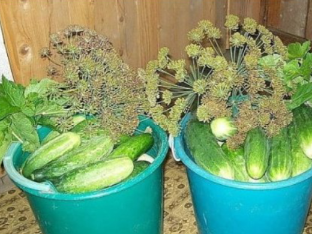 Валерий, Санкт-Петербург, м. Старая Деревня. Фото на сайте ГдеПапа.Ру