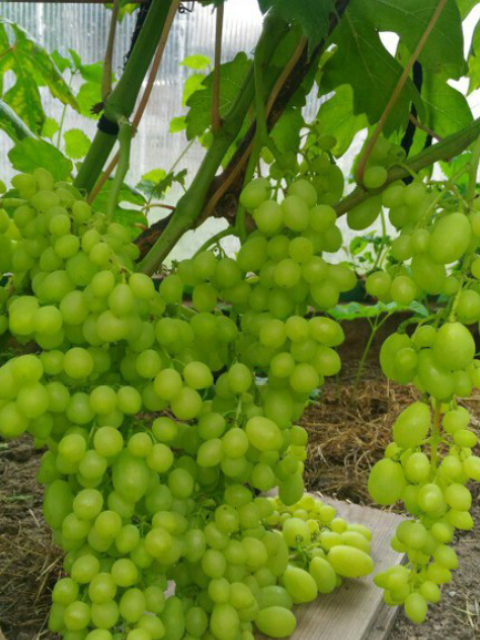 Валерий, Санкт-Петербург, м. Старая Деревня. Фото на сайте ГдеПапа.Ру