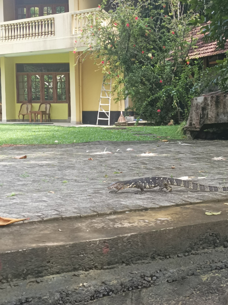 Отпуск на Шри - Ланке...