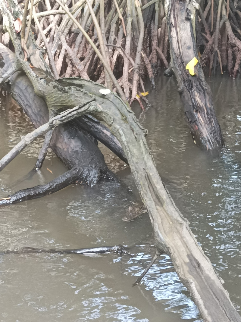 Отпуск на Шри - Ланке...